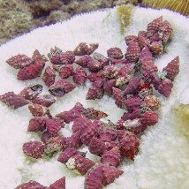 Killer coral snails in Thailand 