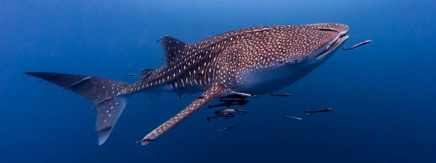 Whale sharks, turtles and seahorses in Thailand