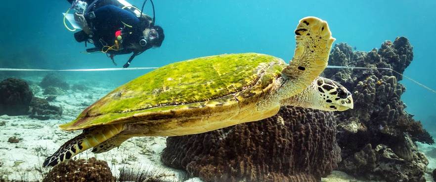 diving in Thailand