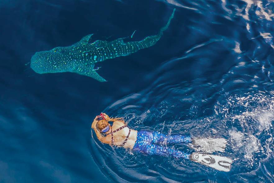 Whale sharks, turtles and seahorses in Thailand
