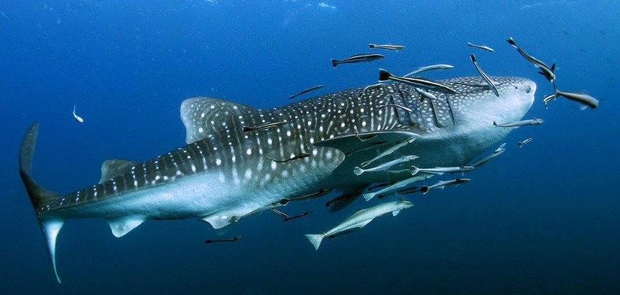 whaleshark