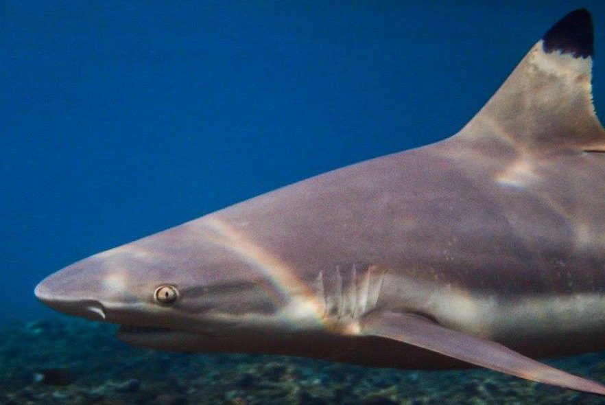Help the plight of sharks in Thailand