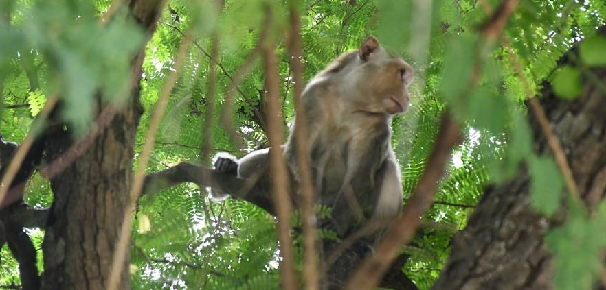 Zeus the macaque