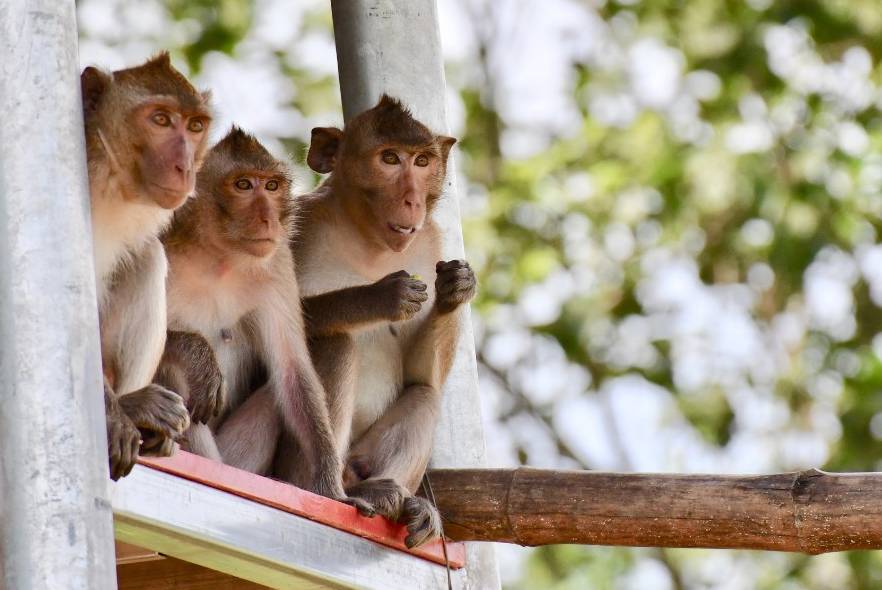 Rescuing animals in need in Thailand 