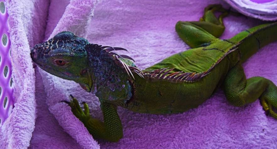 mango the iguana