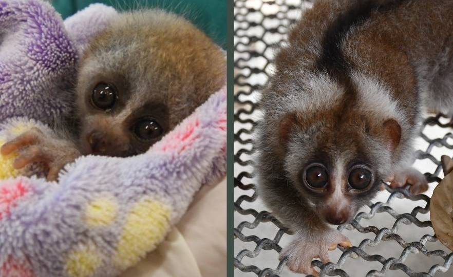 tulip the loris