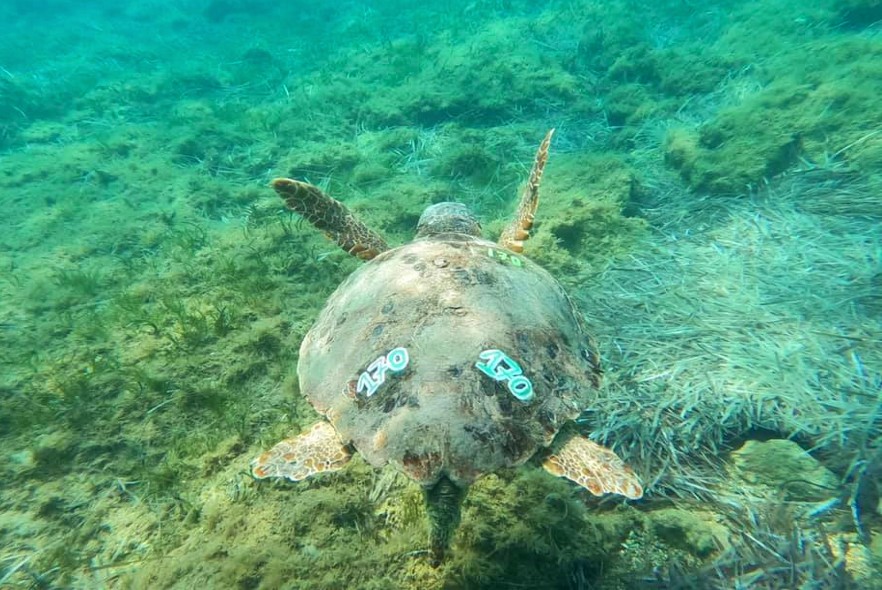 Greek island update - 100 turtle nests and counting! 