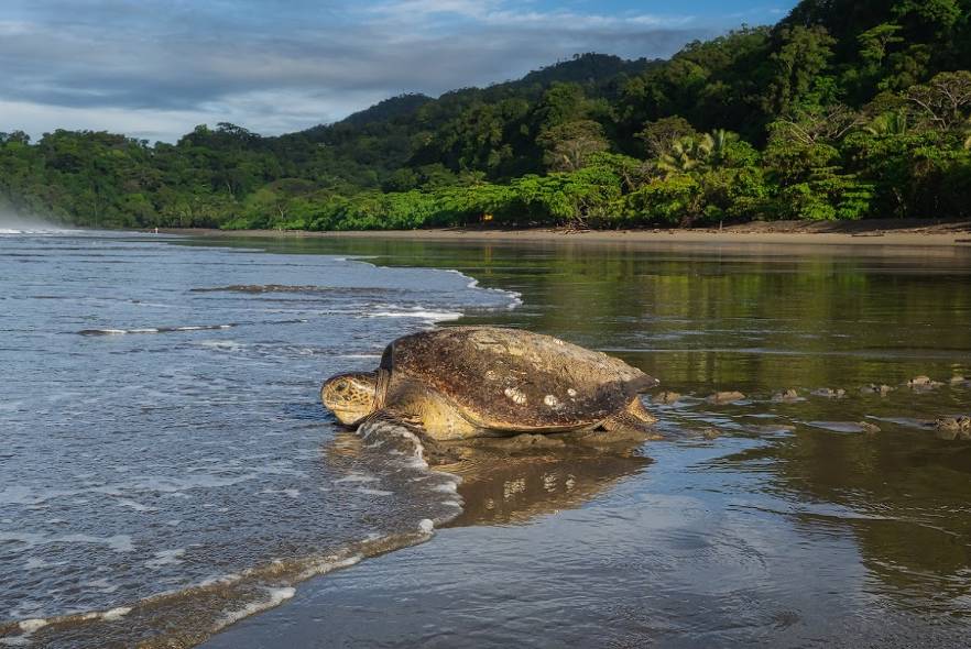 Why Are Turtles Important Pod Volunteer why-are-turtles-important-pod-volunteer