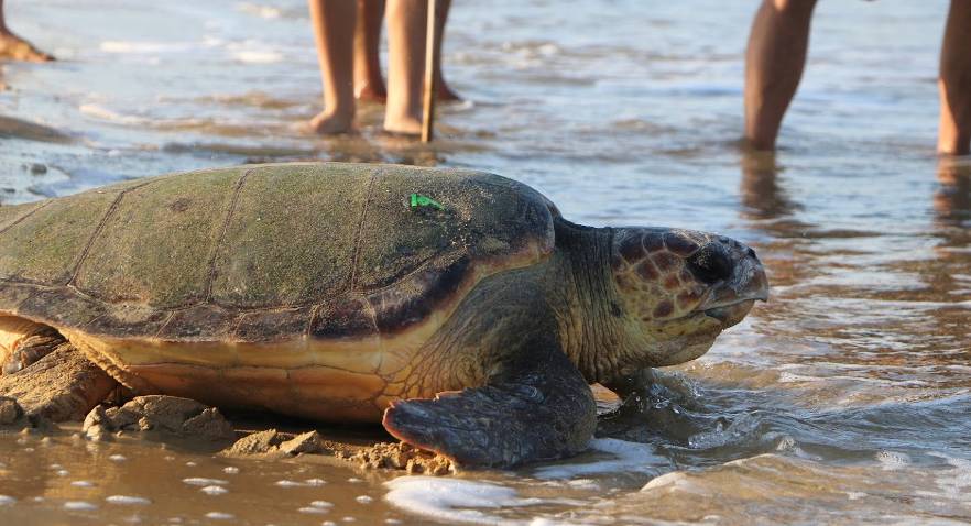Why Are Turtles Important Pod Volunteer why-are-turtles-important-pod-volunteer