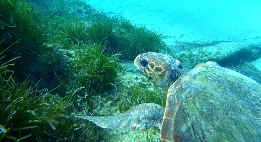 Turtle foraging