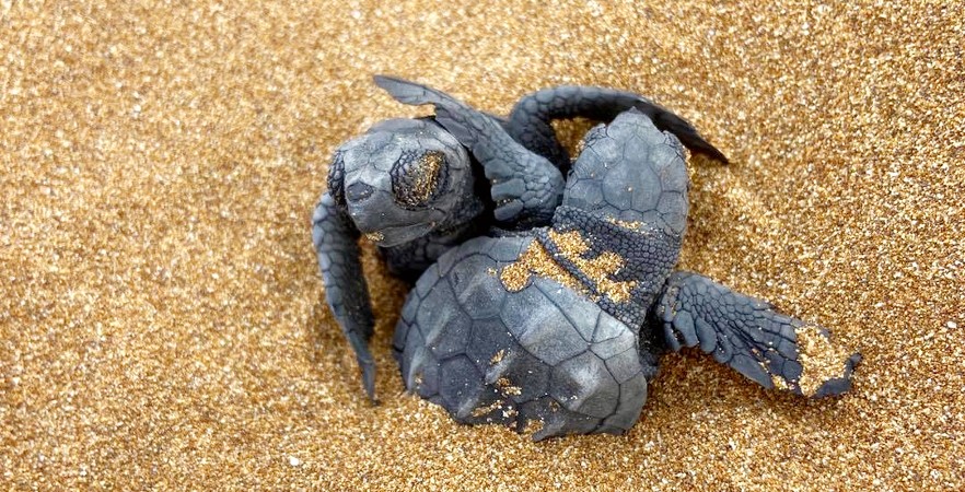 turtle hatchling