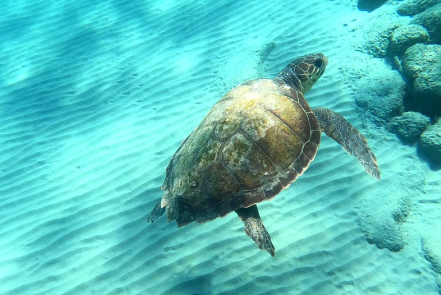 Top Loggerhead turtle facts