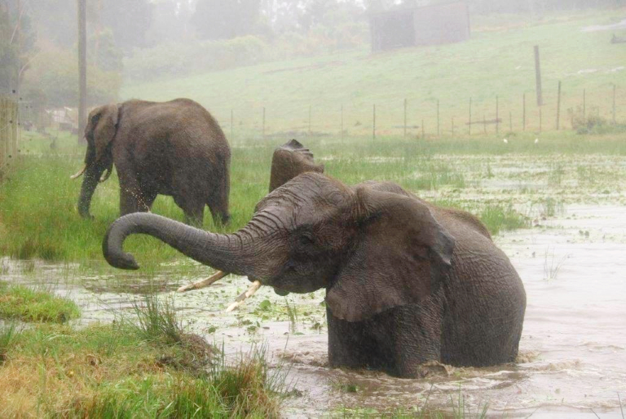 Elephants having a splash
