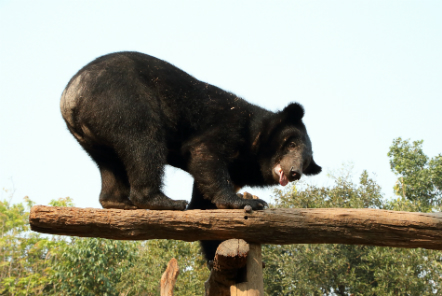 Bear climbing in outside enclosure