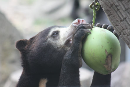 Bear exploring enrichment