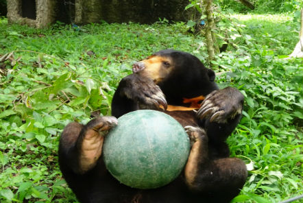 Bear holding ball with its legs at rescue centre 