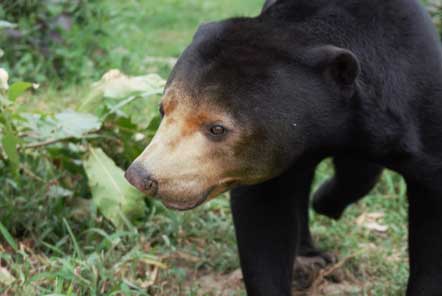 Lucy’s experience at the Bear Rescue project in Cambodia