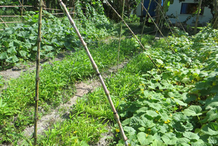 Vegetables growing on the farm