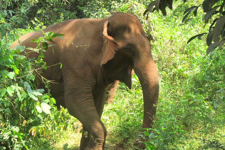 My time at the Elephant Conservation project in Cambodia