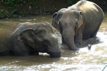 Elephants bathing in the river