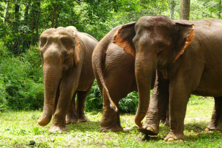 A herd of elephants foraging in the forest