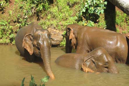 Elephants bathing in the river