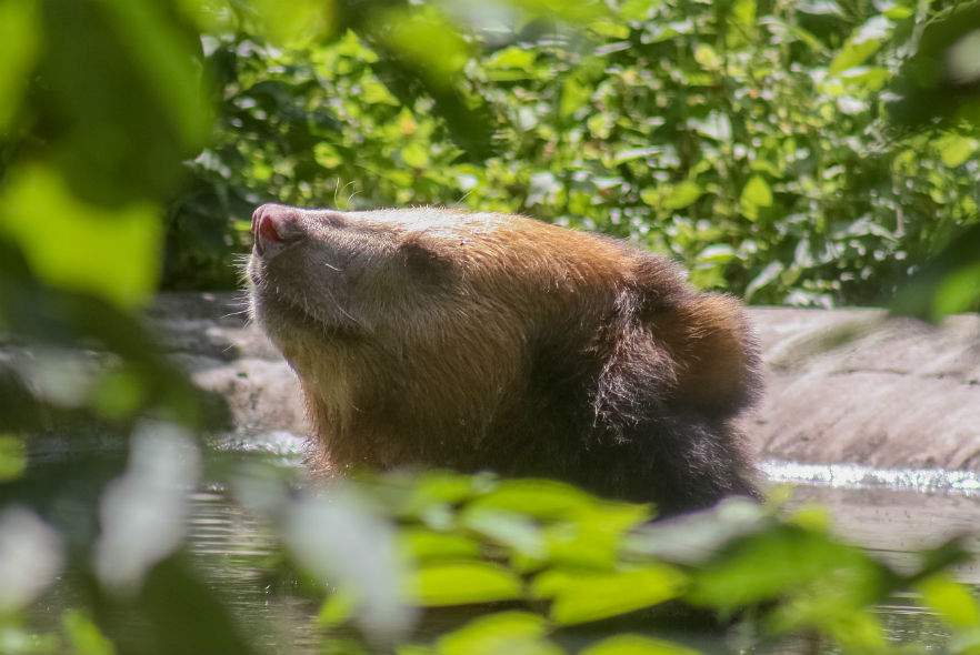 A moon bear enjoying a swim