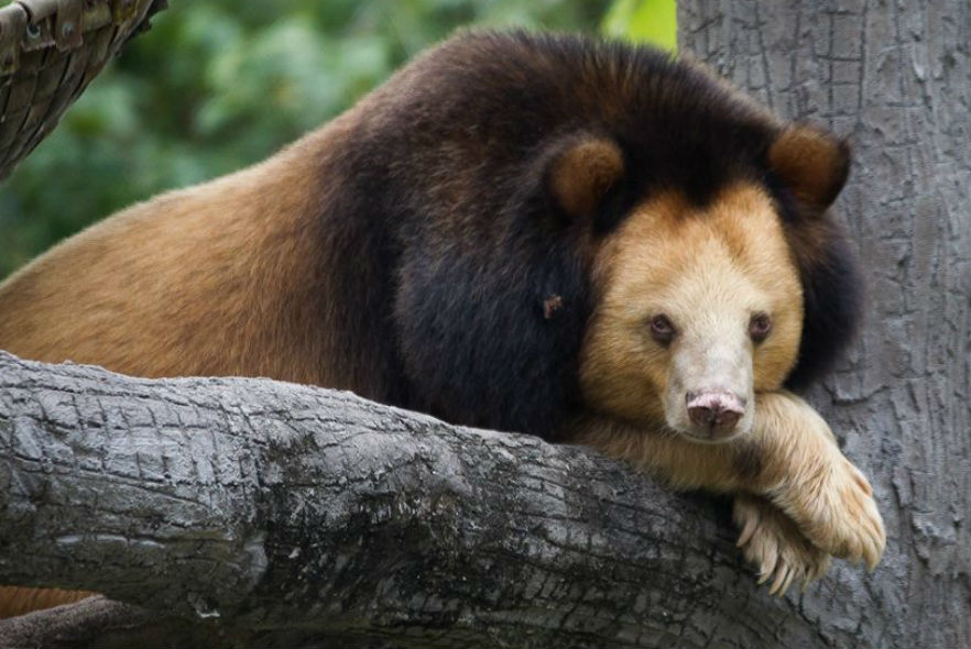 Golden-coloured moon bear