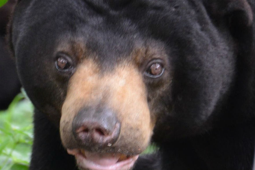 Close up of Mokiup who lives at our Bear Rescue project in Cambodia