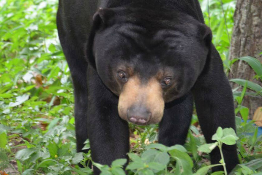 Bear exploring the forest at the sanctuary in Cambodia