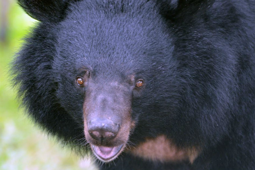 A bear volunteers' love to meet at our Bear Rescue project!