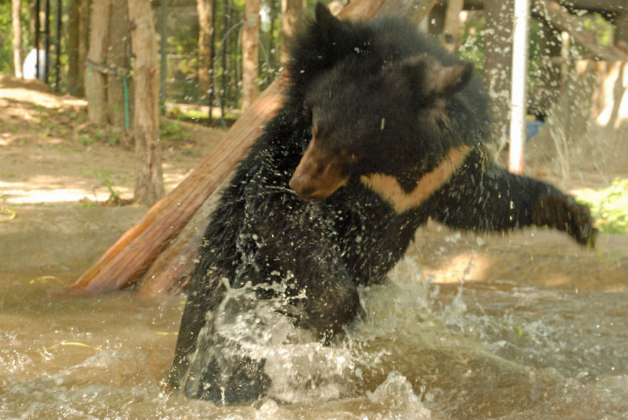 Shoelace splashing around!