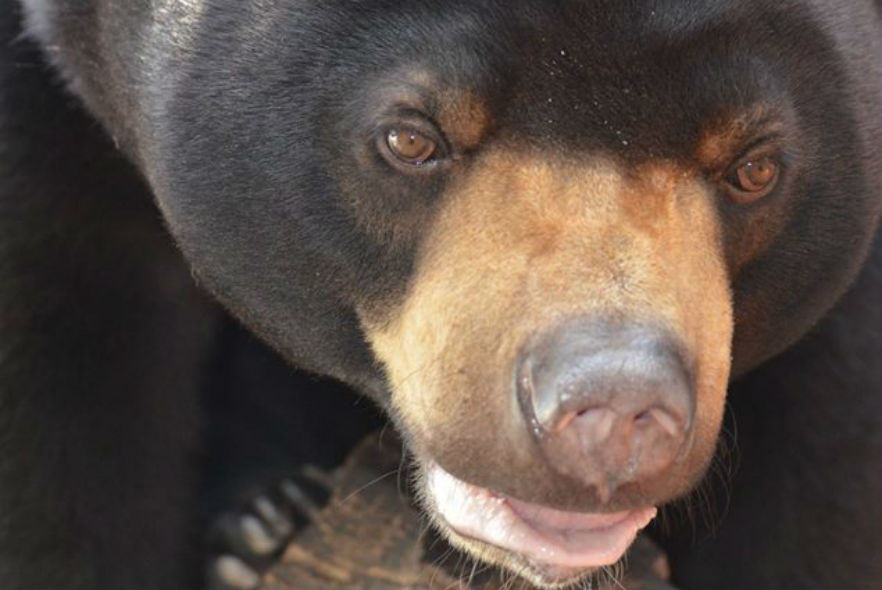 An inquisitive bear is cared for by our team at the Bear Rescue project