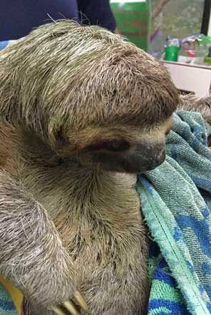 Rescued Sloth in Costa Rica