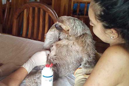 International Sloth Day – Rescue surprise in Costa Rica