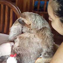 International Sloth Day – Rescue surprise in Costa Rica