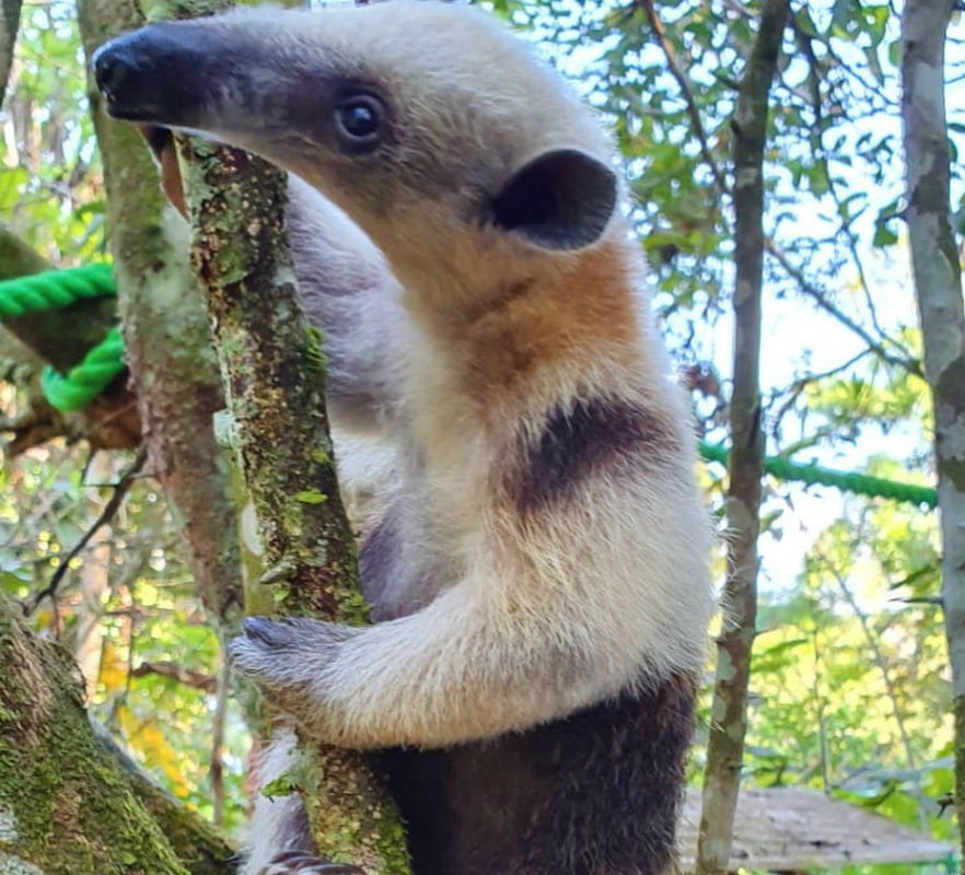 Young anteater learning to climb low-hanging trees