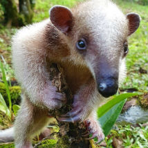 Tinker’s journey to being released!