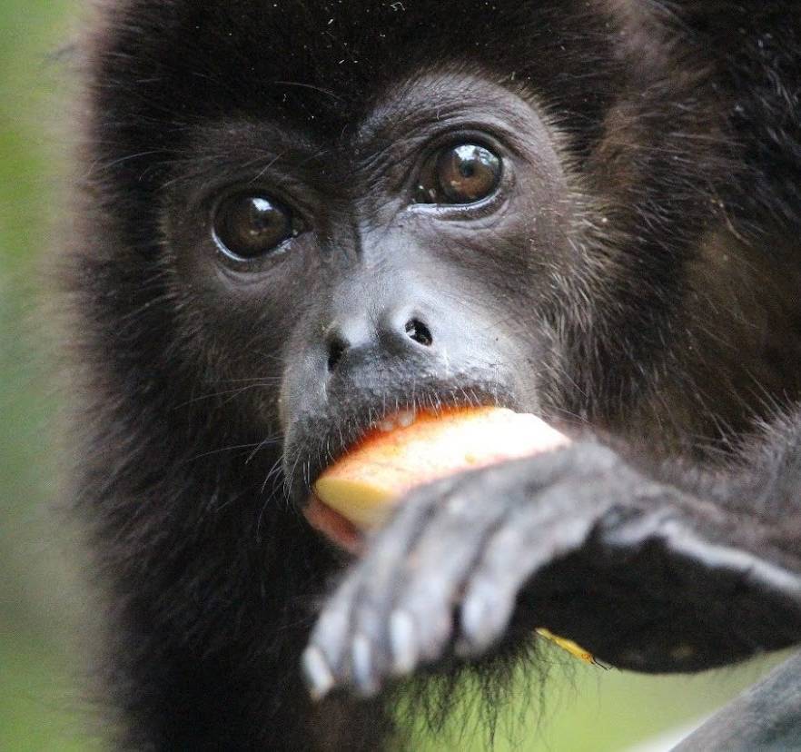 Monkey in Costa Rica