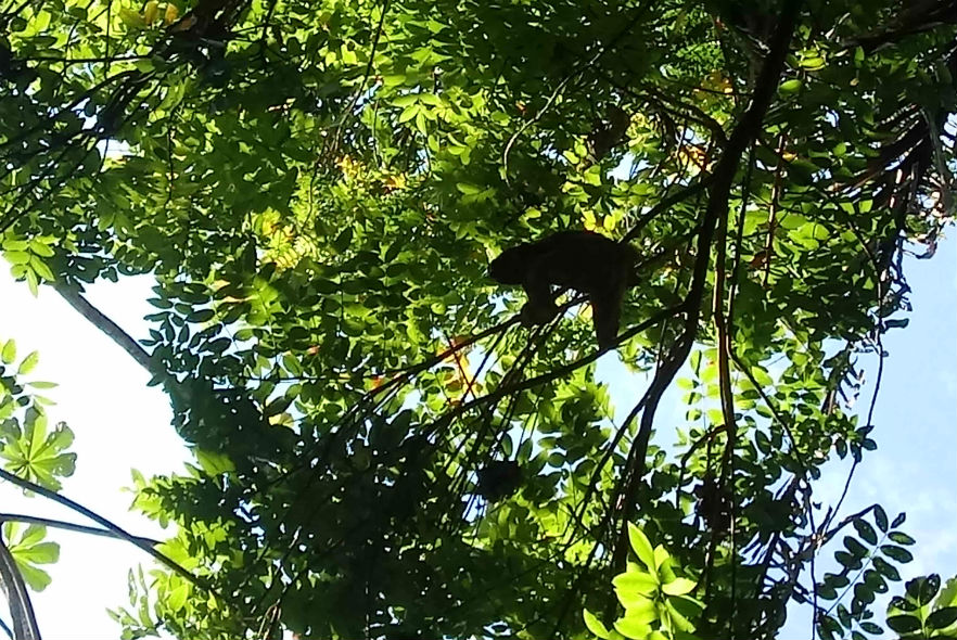 Tracking Casper the sloth