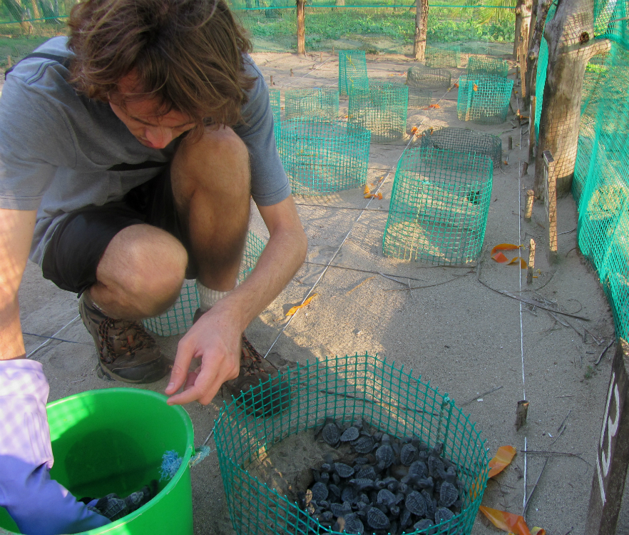 Corporate Volunteering with Turtle in Costa Rica