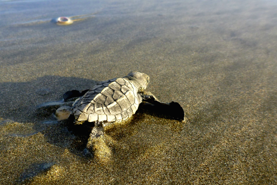 Poem for the plight of the turtles
