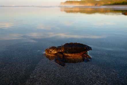 My time at the Turtle Conservation Project in Costa Rica