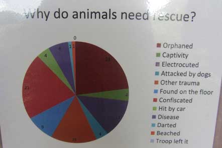 Why animals need rescue