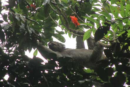 Wild sloth