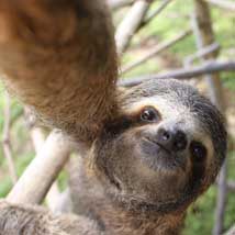 My time at the Wildlife Rescue project in Costa Rica
