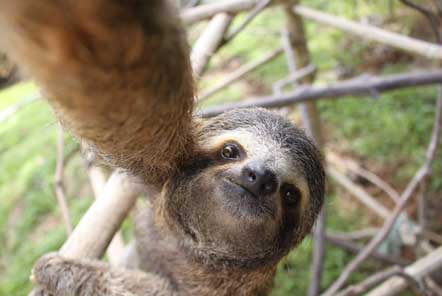 My time at the Wildlife Rescue project in Costa Rica