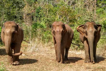 Wild elephants in the forest