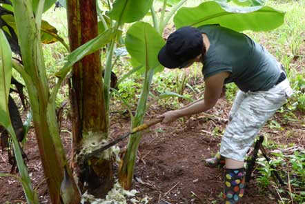 Cutting banana trees