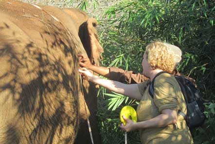 Carrying out health checks on elephants